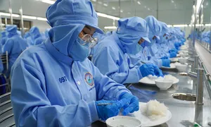 Nghề chế biến yến sào Khánh Hòa thành di sản quốc gia