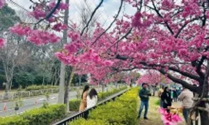 Khách Việt đến Nhật Bản năm 2024 cao nhất lịch sử Khách Việt đến Nhật Bản năm 2024 cao nhất lịch sử