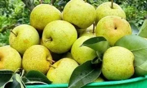 Lợi ích của trái cây với người bệnh ung thư Lợi ích của trái cây với người bệnh ung thư