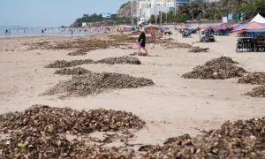 Biển Bãi Sau Vũng Tàu ngập lục bình, rác Biển Bãi Sau Vũng Tàu ngập lục bình, rác